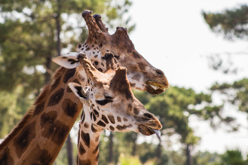 girafes
