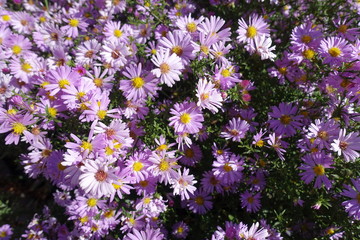 Close shot of flowers of Michaelmas daisies