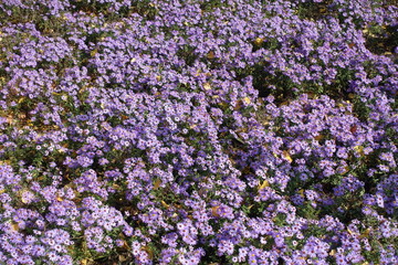 Obraz premium New York aster in full bloom in autumn