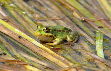 Romania, Danube Delta: Frosch