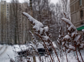 grass covered with snow in the Park