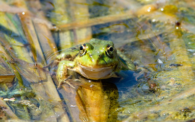 Romania, Danube Delta: Frosch