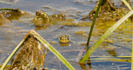 Romania, Danube Delta: Frosch
