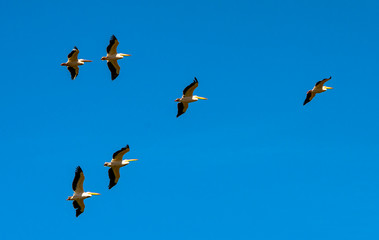 Romania, Danube Delta: Pelikane