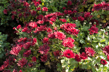 Fototapeta premium Dark red flowers of Chrysanthemum in December