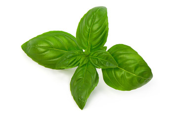 Close up studio shot of fresh green basil herb leaves isolated on white background. Sweet Genovese basil.
