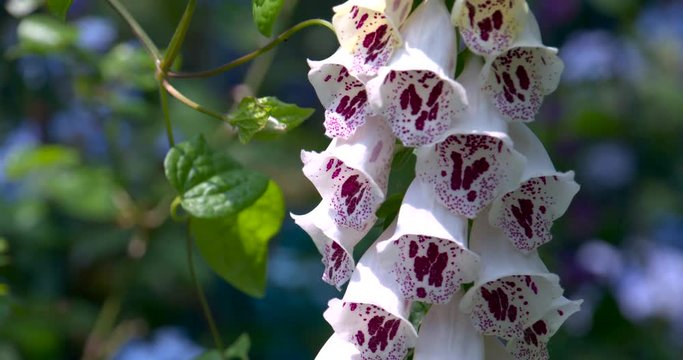 Flowers motion filmed in super slowmotion, white flower. Filmed in 120fps Cinema 4K DCI RAW with sony fs700+external recorder