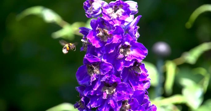 Bee filmed in super slowmotion, purple flower. Filmed in 120fps Cinema 4K DCI RAW with sony fs700+external recorder