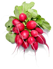 Ripe radish bundle, isolated on white background. Red or pink radish with green leaves, salad vegetables.