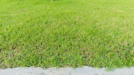 green grass lawn court in the garden view