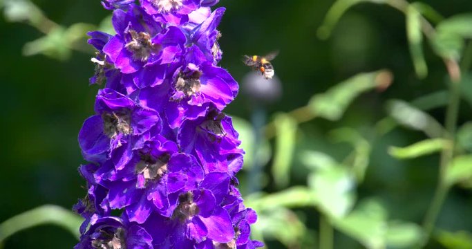 Bee filmed in super slowmotion, purple flower. Filmed in 120fps Cinema 4K DCI RAW with sony fs700+external recorder