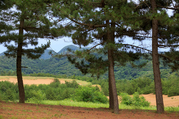 Fototapeta na wymiar Pine trees stand on edge of sand dunes in Tottori on sunny day