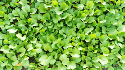 tropical nature green leaf top view picture
