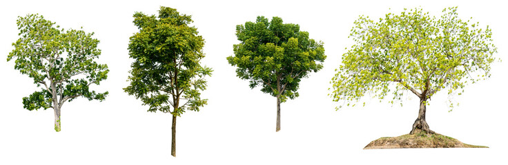asia tropical neem tree green on white background