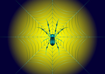 spider on the web