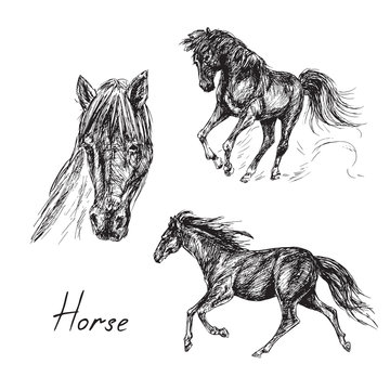 Black horse set, hand drawn ink doodle, sketch, vector black and white illustration