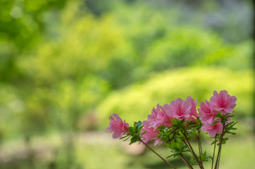 ピンク色のツツジ