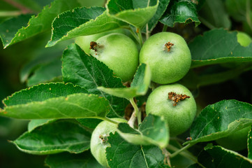The apples reach the tree branch in the garden.