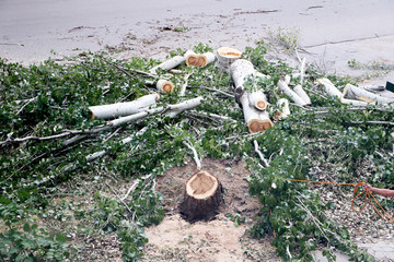 Woodcutter using a chain saw to cut the tree trunk into logs