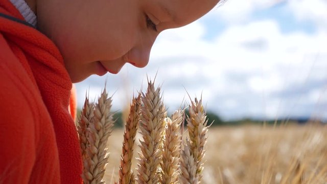 Girl child look check and inspects, and tenderly touches ripe wheat ears on the field