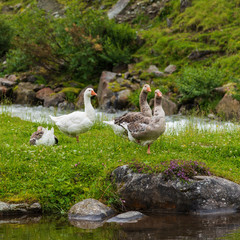 Geese in the mountains