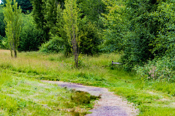 Fototapeta na wymiar dirt path runs between forest and field