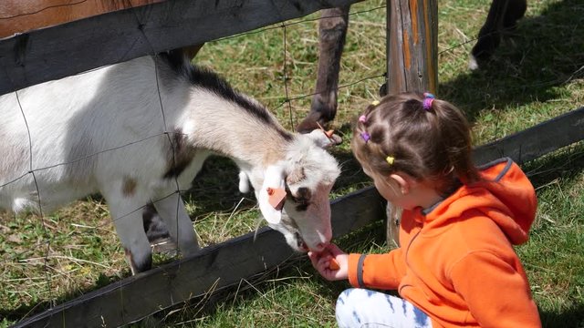 Child girl feeding animals with carrot in a contact zoo in campsite - goat, pony and donkey