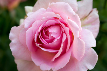 Beautiful pink rose. Background for an inscription