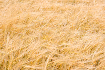 Ripe golden ears of wheat