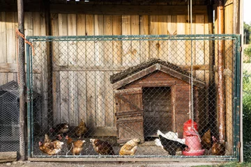 Stof per meter Kip A handmade hen house full of chickens
