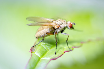 Fototapeta premium Minettia inusta - flies - Lauxaniidae
