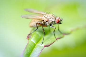 Minettia inusta - flies - Lauxaniidae