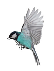 photo of isolated cyan tit in flight