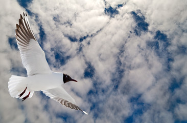 white gull in blue sky with clouds