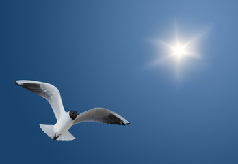 gull in clear blue sky with bright sun