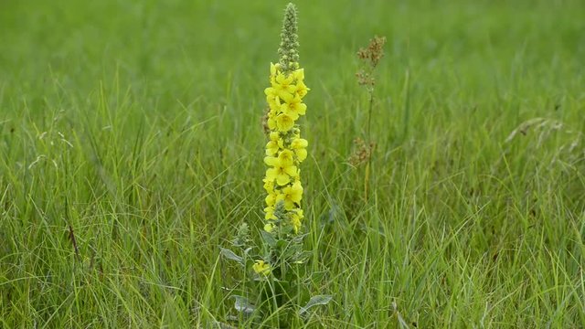 Mullein flowers on the meadow in the morning in rainy weather.