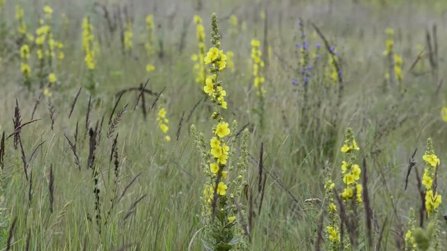 Mullein flowers on the meadow in the morning in rainy weather.