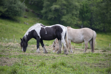 Naklejka na ściany i meble Horses on pasture in Nordland county Northern Norway