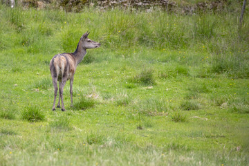 Grassing deer  in Nordland county Northern Norway
