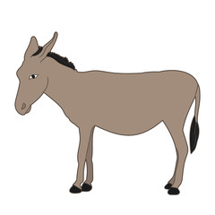 donkey standing on white background