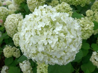 Blossoming Hydrangea in Japan