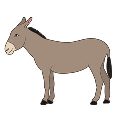 isolated gray donkey standing on white background