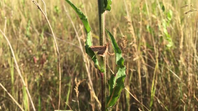 Schmetterling an Pflanze im Wind