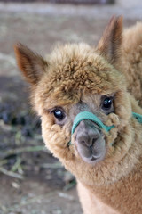 Obraz premium アルパカ