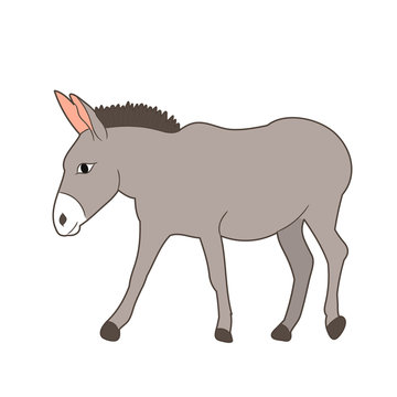 vector, isolated donkey gray goes