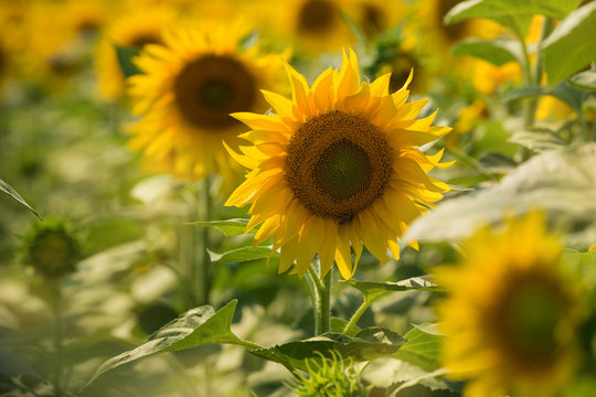 golden sunflowers in the field, illuminated by backlight, close-up shot, selective focus, concept agriculture, sunflower oil