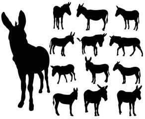 vector, isolated, set of donkey silhouettes