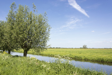View on fresh scenic polder landscape in the Netherlands with willows, green grass and blue sky
