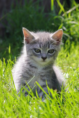 Naklejka na ściany i meble Grey kitten on the grass