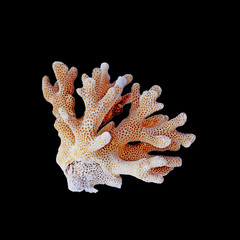 colr coral isolated on black background 
